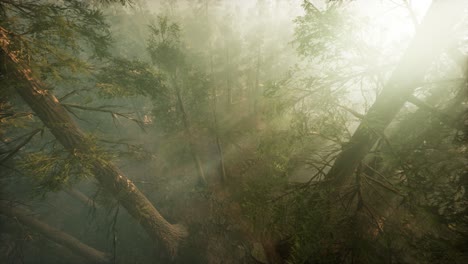 Drone-breaking-through-the-fog-to-show-redwood-and-pine-tree